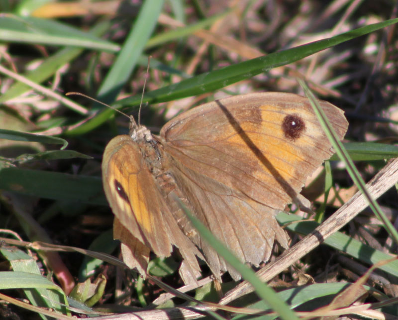 identificazione farfalla