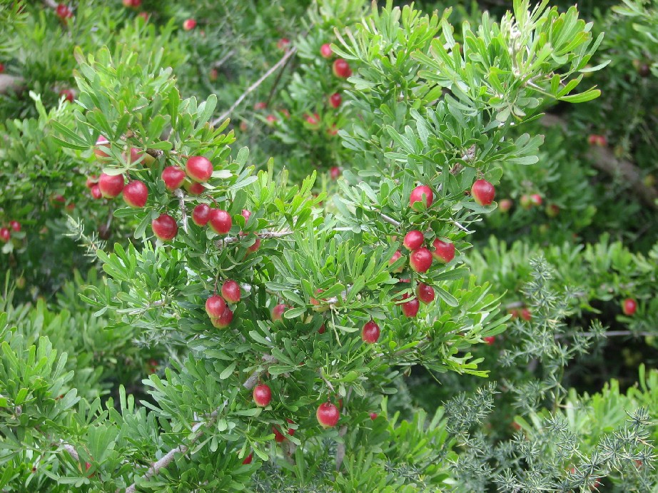 Rhus pentaphylla / Sommacco cinquefogliato