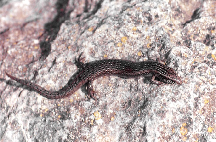 Un Chalcides