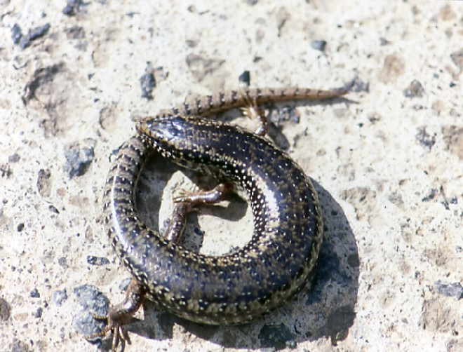 Un Chalcides