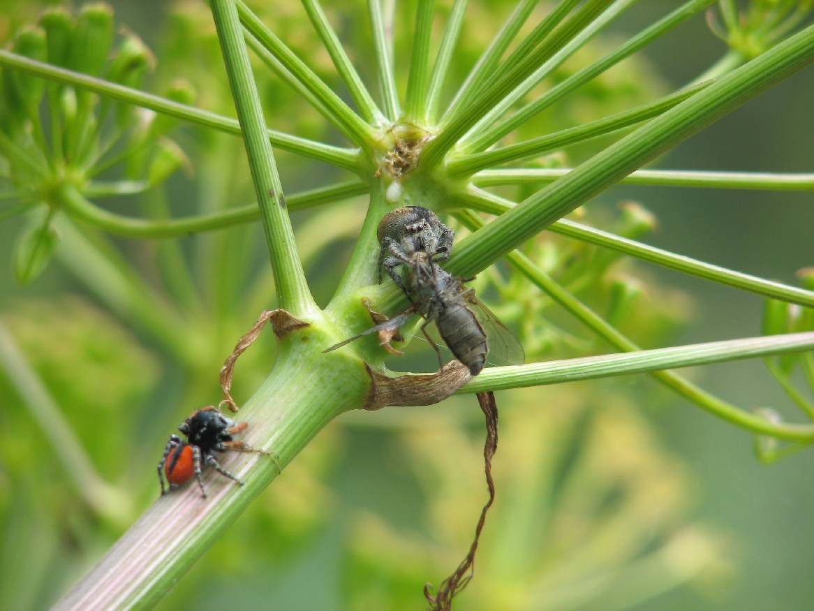Philaeus chrysops