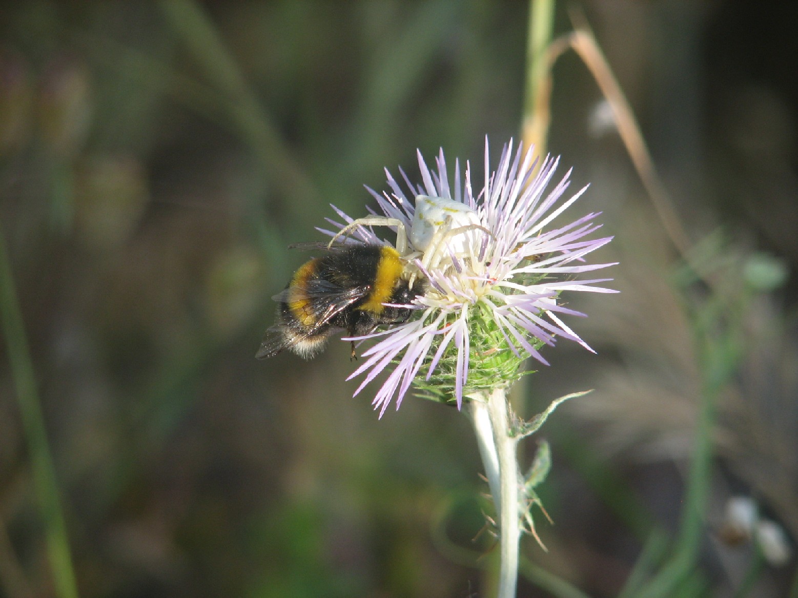 La morte viene con un...fiore di cardo (Thomisus onustus)