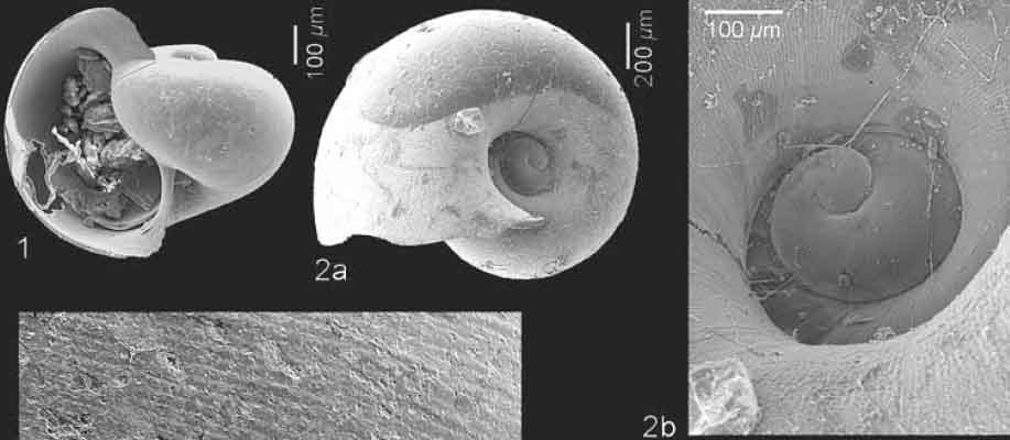 Micro indet. 1 Oxygyrus ?