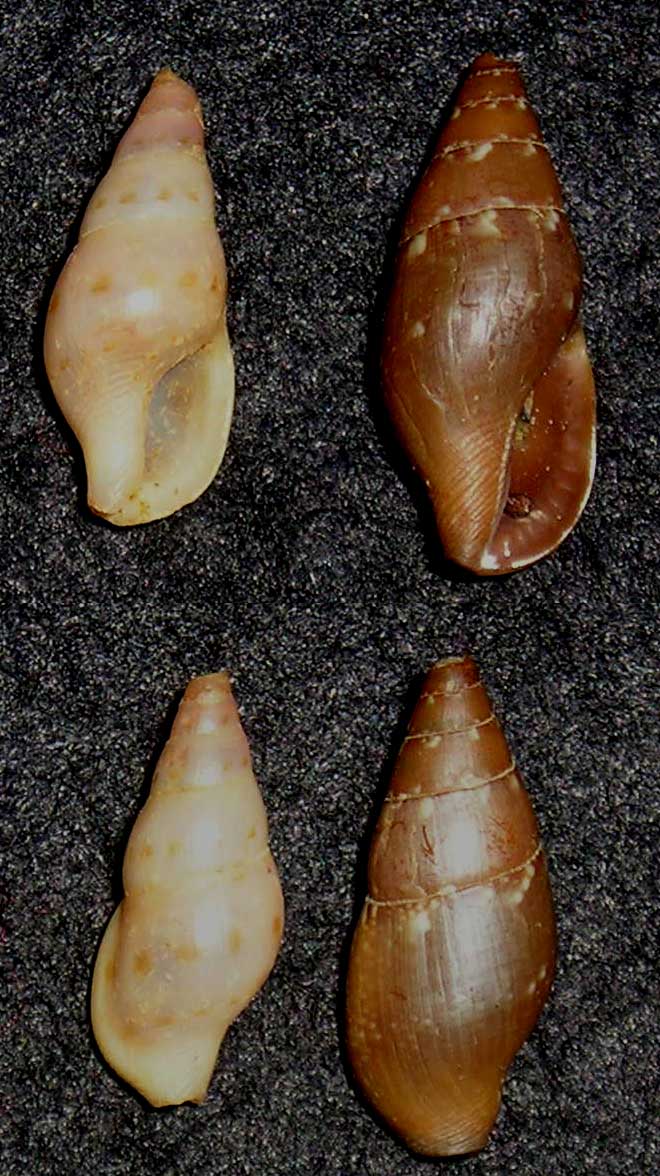 Mitrella swinneni
