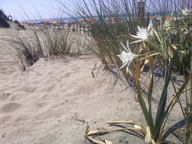 Pancratium maritmum