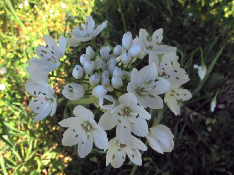 Allium neapolitanum ?