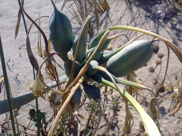 Pancratium maritmum