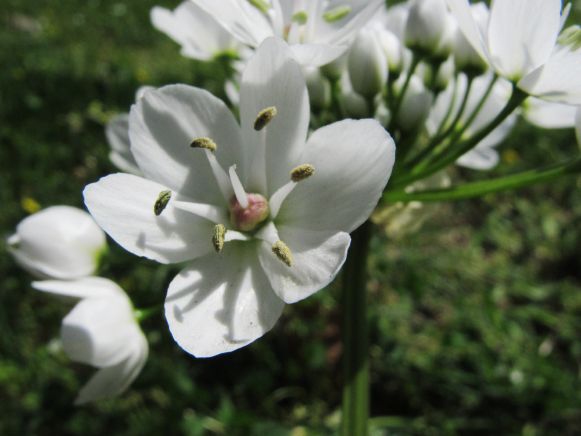 Allium neapolitanum ?