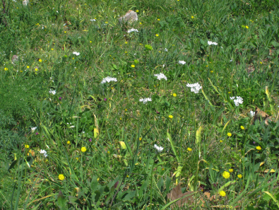 Allium neapolitanum ?