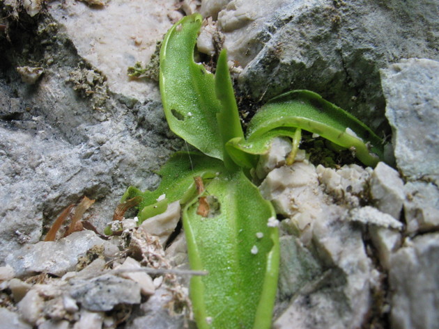 Pinguicula vallis-regiae