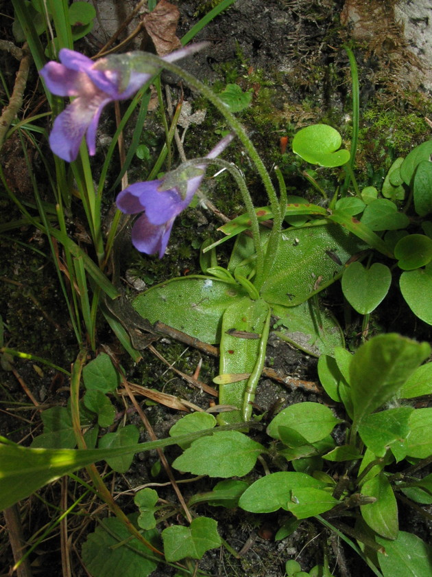 Pinguicula vallis-regiae