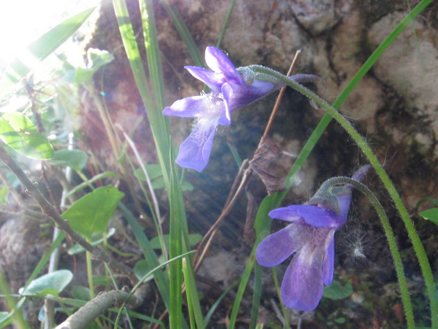 Pinguicula vallis-regiae