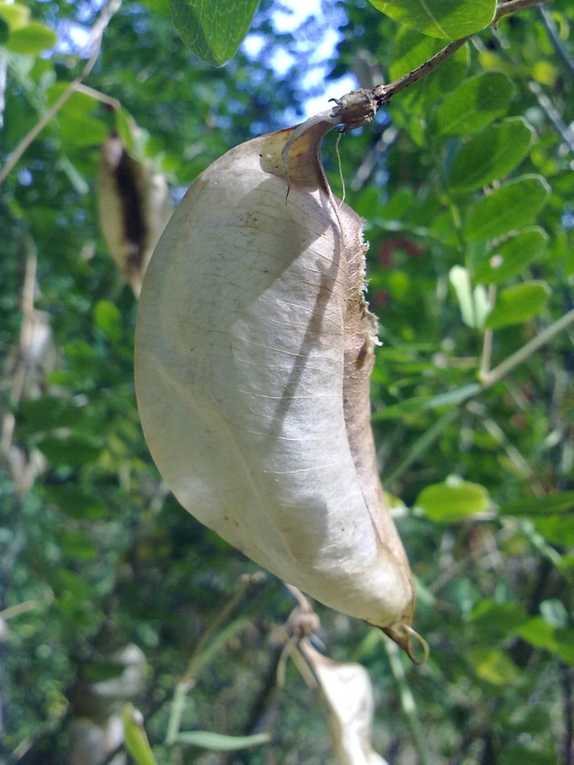 Cotulea arborescens