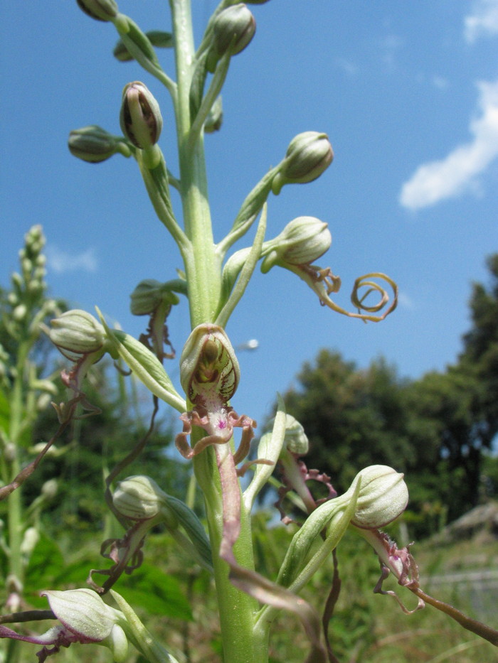 Stazione di Himatoglossum adriaticum