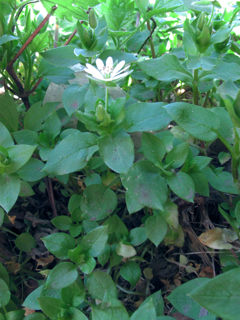 Stellaria neglecta Weihe