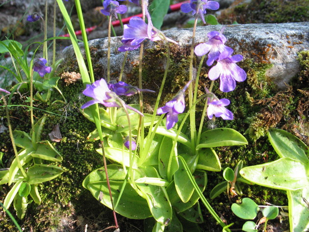 Pinguicula vallis-regiae