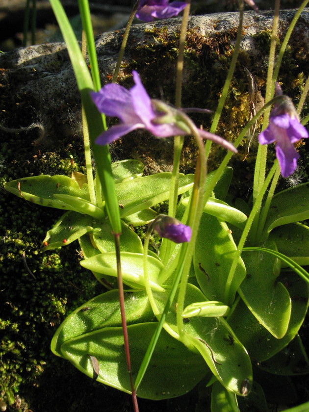 Pinguicula vallis-regiae