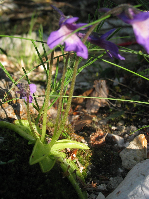 Pinguicula vallis-regiae