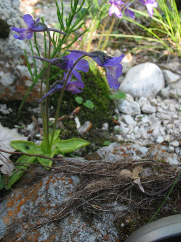 Pinguicula vallis-regiae