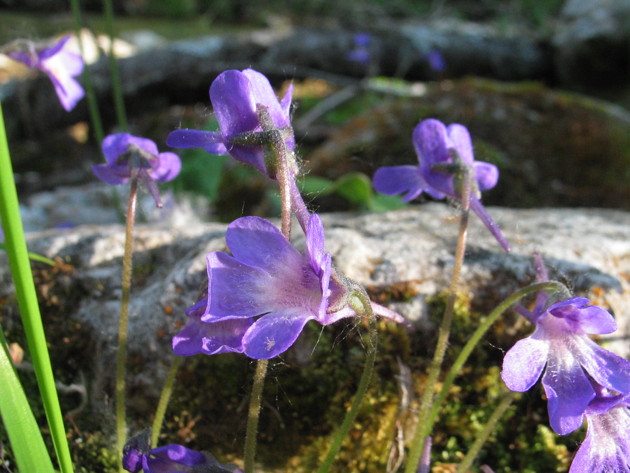 Pinguicula vallis-regiae