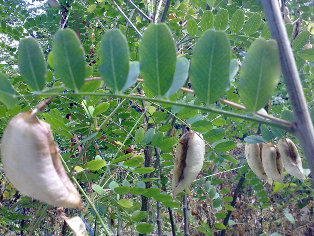Cotulea arborescens