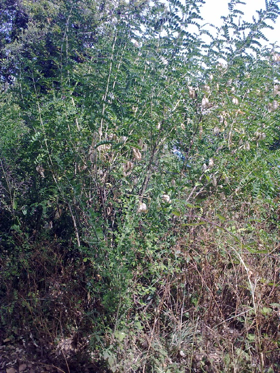 Cotulea arborescens
