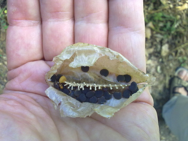Cotulea arborescens