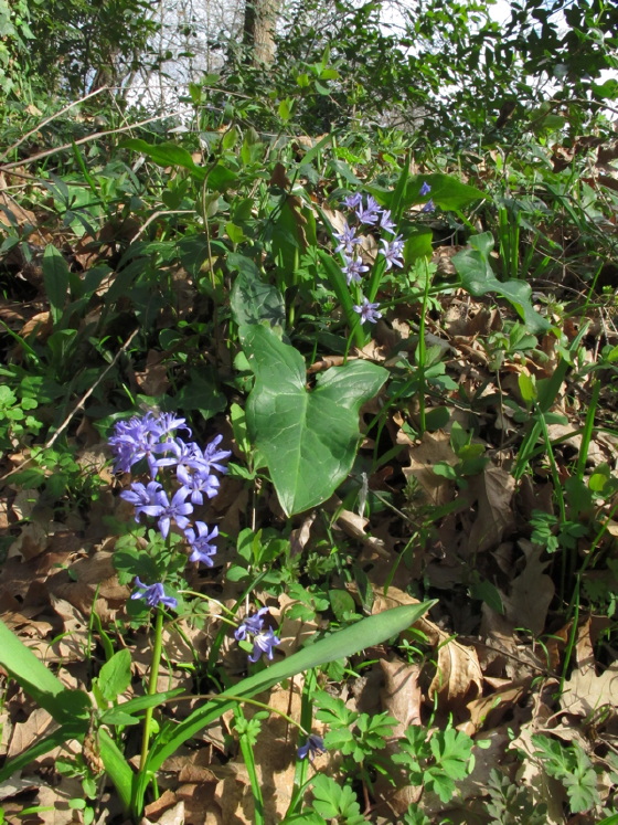 Scilla bifolia L. (variabilit)