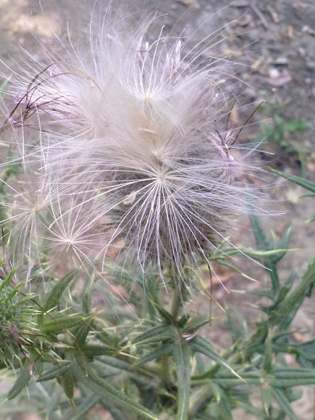 Galacties? no, Cirsium vulgare