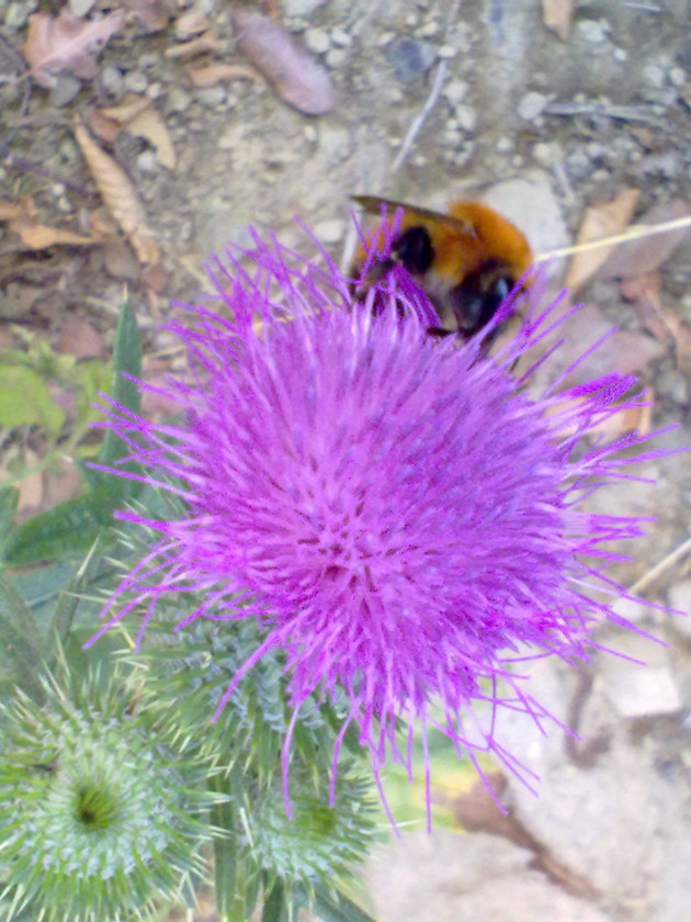 Galacties? no, Cirsium vulgare