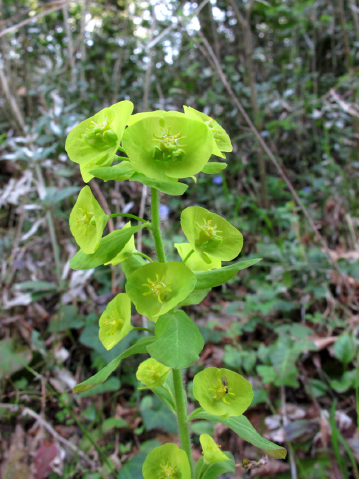 Euphorbia amygdaloides