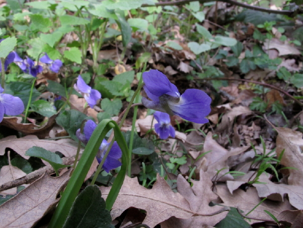 Viola alba subsp. dehnhardtii
