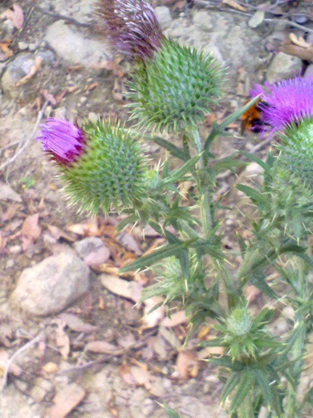 Galacties? no, Cirsium vulgare