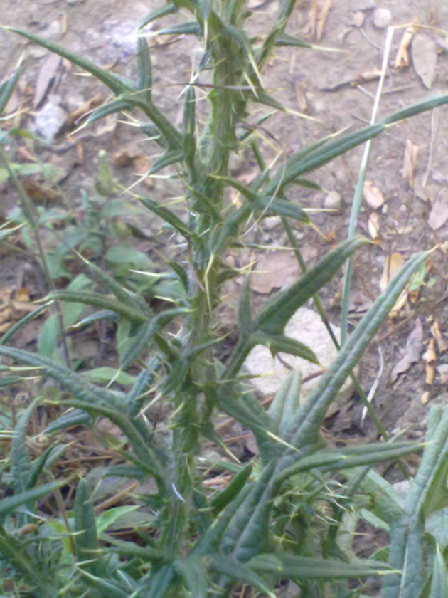 Galacties? no, Cirsium vulgare