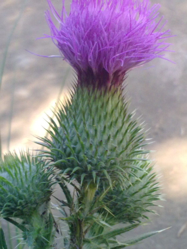 Galacties? no, Cirsium vulgare