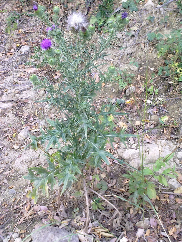 Galacties? no, Cirsium vulgare
