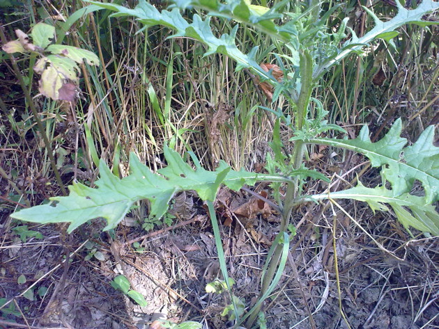 Galacties? no, Cirsium vulgare