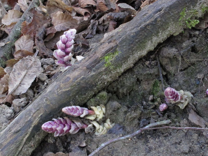 Orobanche, Petasites o che cosa? - Lathraea squamaria L.