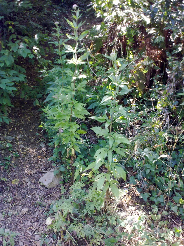 Eupatorium cannabinum
