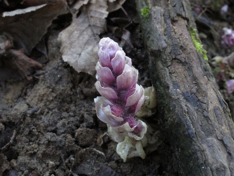 Orobanche, Petasites o che cosa? - Lathraea squamaria L.