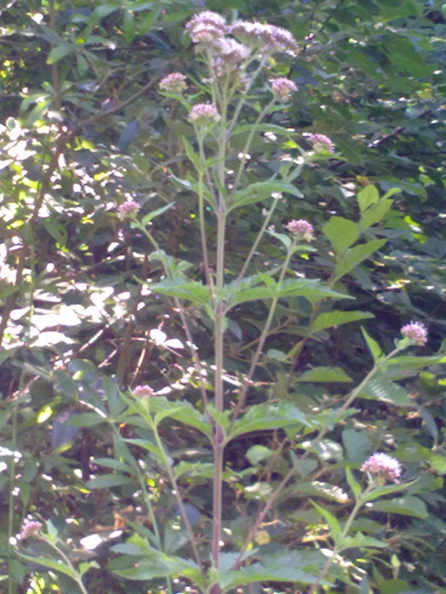 Eupatorium cannabinum
