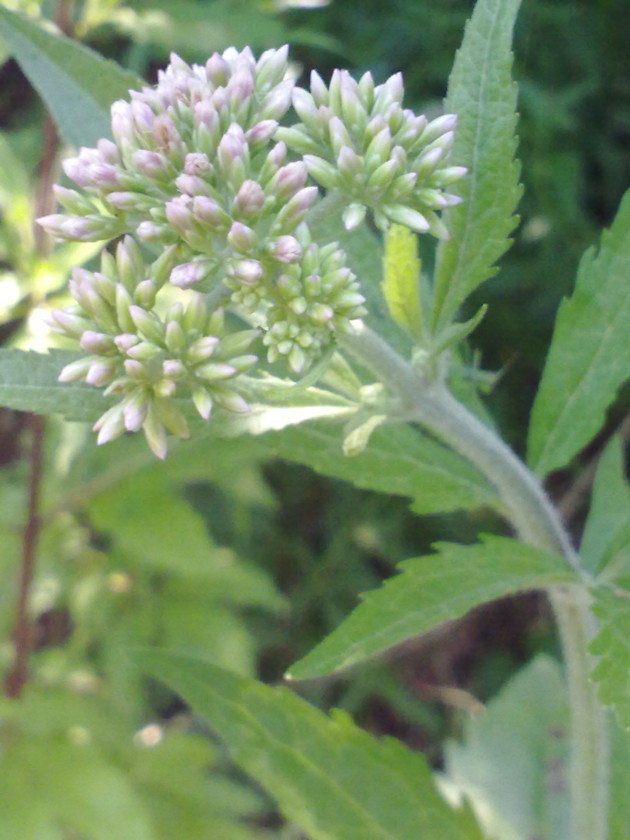 Eupatorium cannabinum