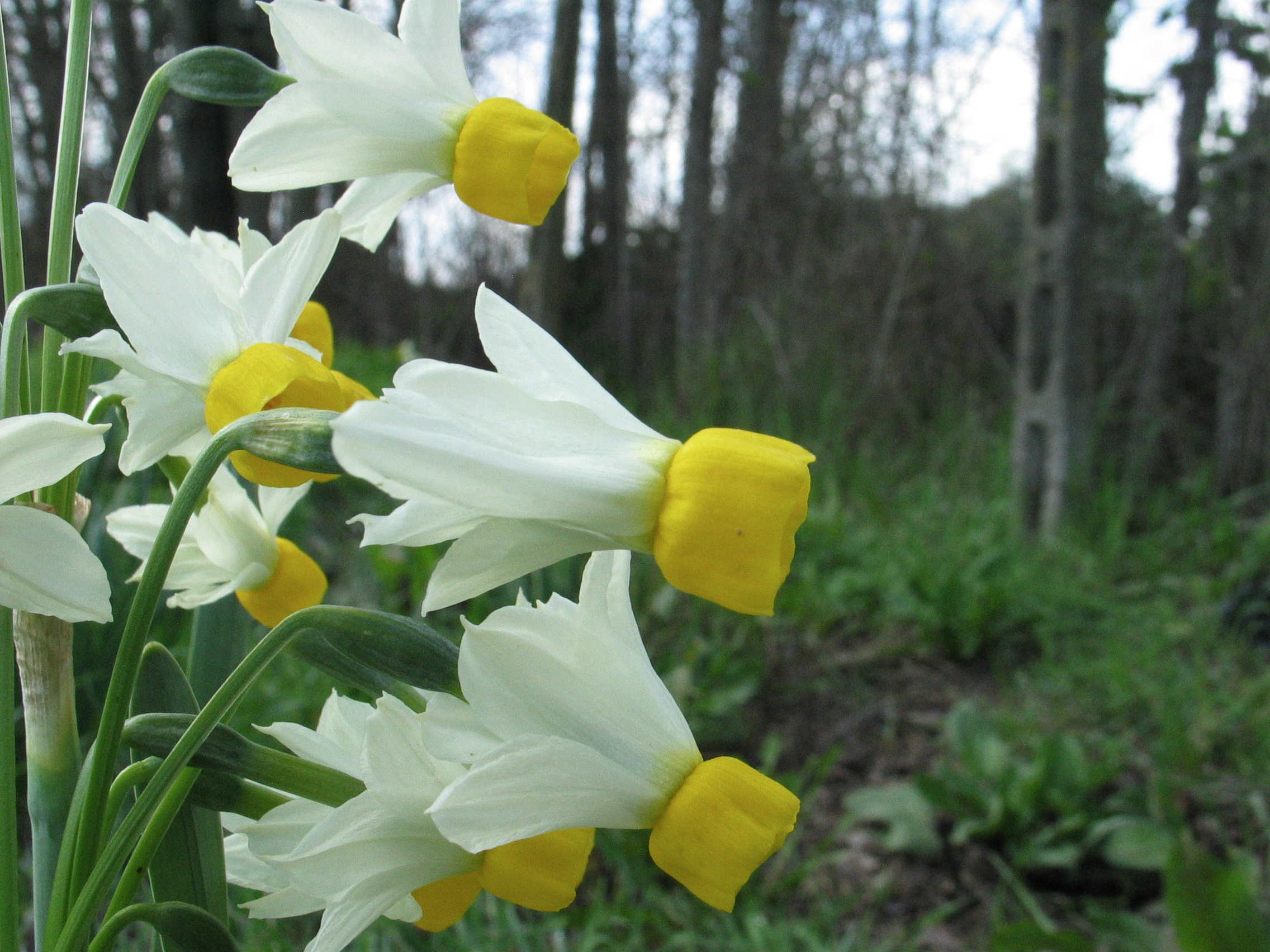 Narcissus tazetta