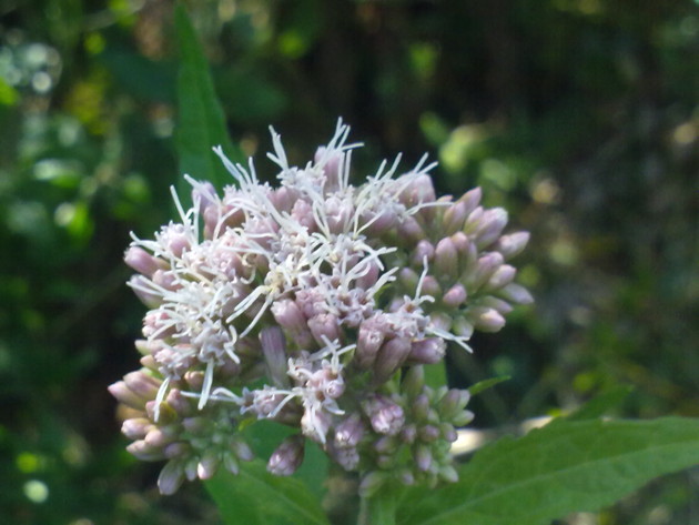 Eupatorium cannabinum