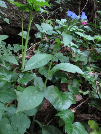 Ora viene il difficile: Pulmonaria officinalis?