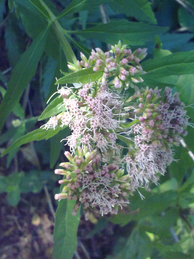 Eupatorium cannabinum