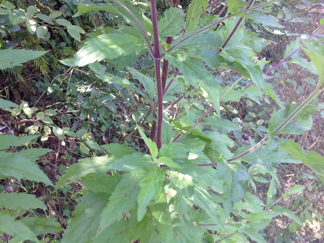 Eupatorium cannabinum