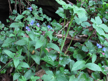 Ora viene il difficile: Pulmonaria officinalis?