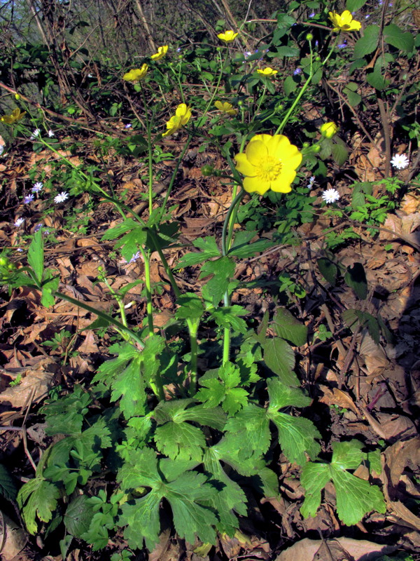 Ranunculus lanuginosus / Ranuncolo lanuto