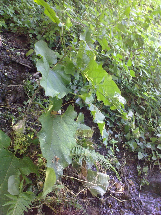 Petasites: la foglia più grande